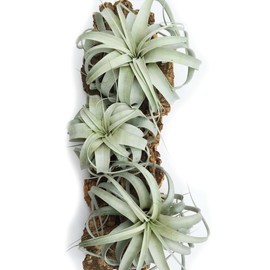 Large Xerographica Air Plants 5 to 7 Inch Wide - Live Tillandsia Succulent House Plants - Available in Wholesale and Bulk - Home and Garden Decor - Easy Care Indoor and Outdoor Plants ( Pack of 3)