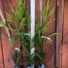 Tree 2 Cryptomeria Yoshino Japanese Cedar Trees - 6-12" Tall