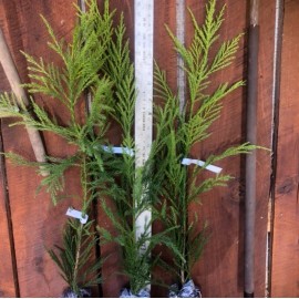 Tree 2 Cryptomeria Yoshino Japanese Cedar Trees - 6-12" Tall Live Plants - Quart Pot