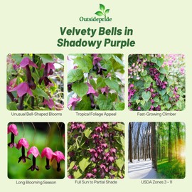 Outsidepride Purple Bell Vine Seeds - 25 Pcs. Annual, Versatile & Low Maintenance, Flower Seeds for Planting Vibrant & Exotic Purple Bell-Shaped Blooms for Vertical Landscaping & Pollinator Gardens