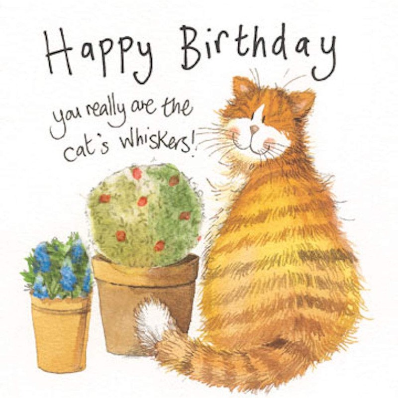 Alex Clark Cat's Whiskers Birthday Card