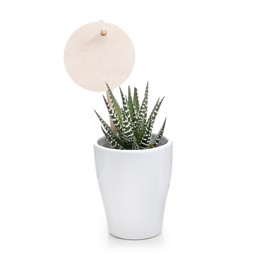 vdvelde.com - Giveaway Mini Cactus en Vetplant Mix with Potje - 20 Pieces with Kaartjes en Stokjes - Small Bedankjes - • 20 cactussen/vetplanten + kaartjes for personalisation (65 x 65 mm) • Diameter