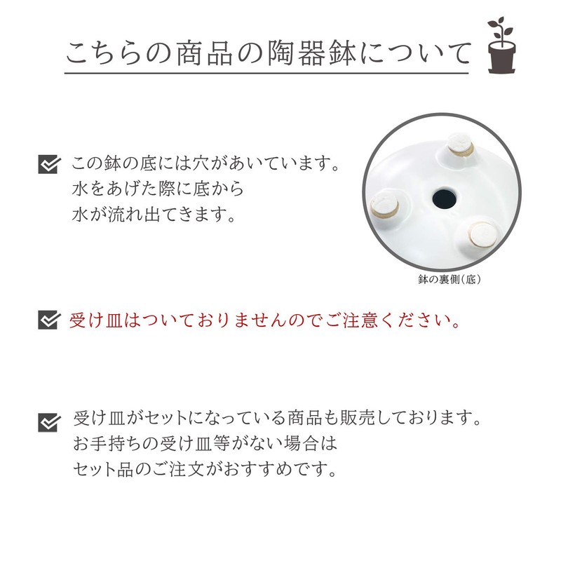 Ficus Microcarpa Ceramic Potted Plant (White)