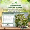 Outsidepride Lemon Bush Eucalyptus Seeds - 25 Pcs. Perennial, Easy