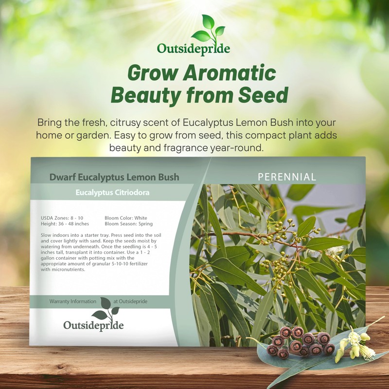 Outsidepride Lemon Bush Eucalyptus Seeds - 25 Pcs. Perennial, Easy