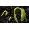 RSI Hydroponic Seed Trays 128 Plugs, 2 Pack