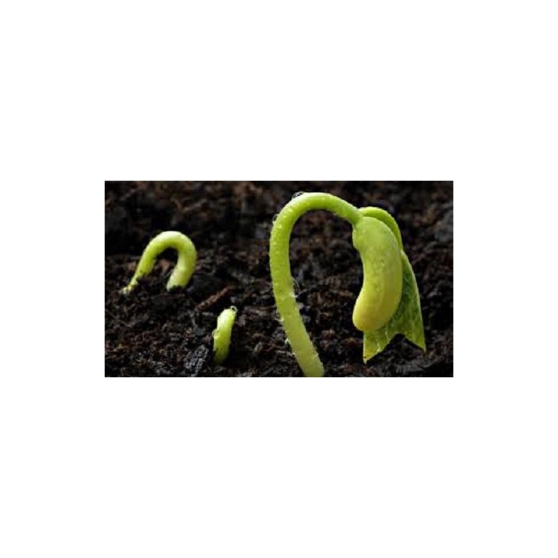RSI Hydroponic Seed Trays 128 Plugs, 2 Pack
