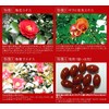 Seed Coms Camellia Extract & Pomegranate Extract Supplement, Beta-Carotene (Approx.
