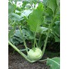 Seeds Kohlrabi (Cabbage German Turnip) Giant Biennial Vegetable for Planting