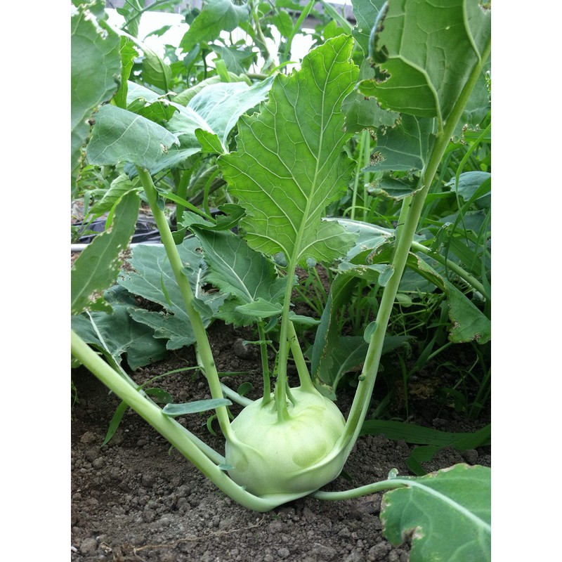 Seeds Kohlrabi (Cabbage German Turnip) Giant Biennial Vegetable for Planting