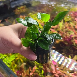 SubstrateSource Anubias Live Aquarium Plants - Potted Freshwater Plant for Fish Tanks, Terrariums - Beginner Friendly Low Light (Spear Leaf, 5 Pots)