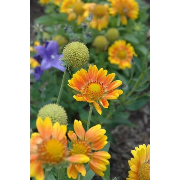 Mother Nature 40 Mesa Peach Gaillardia Flower Seeds -Pollinator -Tons
