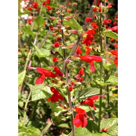 250 Red Scarlet Salvia Sage Flower Seeds Coccinea Blood Texas - Premium Non-GMO, Open Pollinated, US Grown Seed