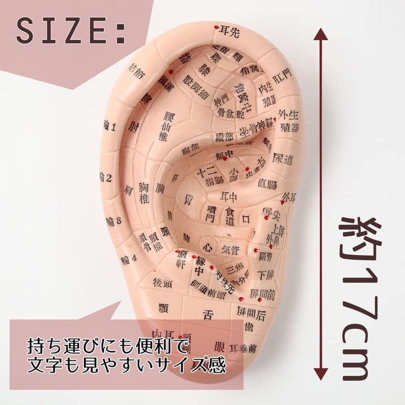 Beautear Ear Model Japanese Version, 6.7 inches (17 cm), Ear
