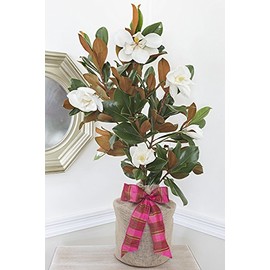 Southern Magnolia Birthday Gift Tree by The Magnolia Company - Get Beautiful and Fragrant Flowers on a Lush Birthday Magnolia Tree Gift