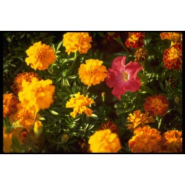 Unbranded DECORATIVE FLOWER DESIGN FOR WALL ART DECOR PRINTS 8.5X11 PICTURE