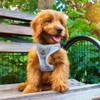 PUPTECK Adjustable Dog Harness Collar and Leash Set Step in