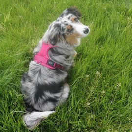 Nobby Comfort Harness Mailo Raspberry, S: Chest: 23-35 cm, Belly: 40-55 cm, W: 15 mm, Pack of 1