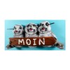 Souvenir Magnet Moin Seal Seal Seal 9.5 x 4.5 x