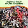 Outsidepride Bright Red Castor Bean Seeds - 30 Pcs Annual