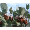 BOTANICAL PREMIUM Series Jojoba Oil & Pure Soap Set