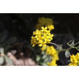 Basket of Gold Alyssum Flower Seeds for Planting, 500+ Seeds Per Packet, (Isla's Garden Seeds), Botanical Name: Lobularia maritima, Great Home Flower Garden Gift