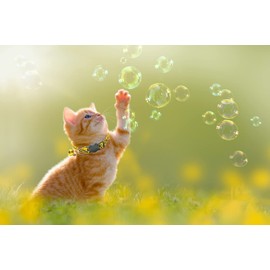 Breakaway Cat Collar with Bell, Soft Nylon Kitten Collar for Kitty Puppy Small Dog Necklace Pet Collar Adjustable Length 7 1/2-12 1/2 in (2 Pack) (Yellow)