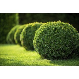 Japanese Boxwood | 10 Live 4 Inch Pots | Buxus Microphylla | Formal Evergreen Low Maintenance Hedge