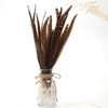 MWOOT Pack of 20 Pheasant Feathers, 25-30 cm / 10-12