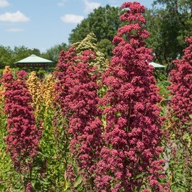 Brightest Brilliant Quinoa Seeds - Packet of 30 Seeds