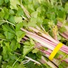 Pink Chinese Celery 200+ Seeds, Asian Heirloom Chinese Celery Seeds,