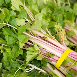 Pink Chinese Celery 200+ Seeds, Asian Heirloom Chinese Celery Seeds, Non GMO