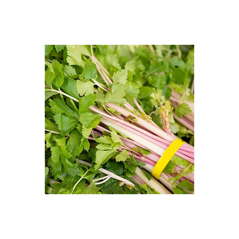 Pink Chinese Celery 200+ Seeds, Asian Heirloom Chinese Celery Seeds,