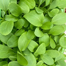 Pack of 2000 Brassica Rapa Chinensis Seeds, Pakchoi Seeds, Chinese White Cabbage, Vegetable Seeds for Planting