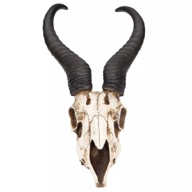 K Exclusive African Springbok Antelope Skull Replica | Cold Cast Polyresin
