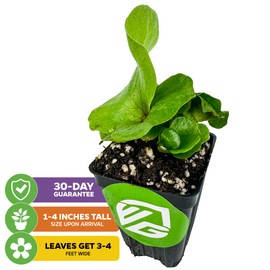 Elephant Staghorn Fern Live Plant - Platycerium Elephantotis by Wellspring Gardens, Indoor Plants Live Houseplants, Perfect for Medium Plant Pots and Staghorn Fern Mounting, Starter Plant