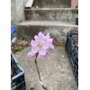 live plant Indian Blood Cling Peach grafted Bare root 1