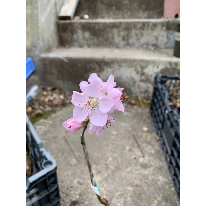 live plant Indian Blood Cling Peach grafted Bare root 1