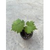 Grapevine Kyoho Grape With Pot 8” Seedling Fast Grow Ready