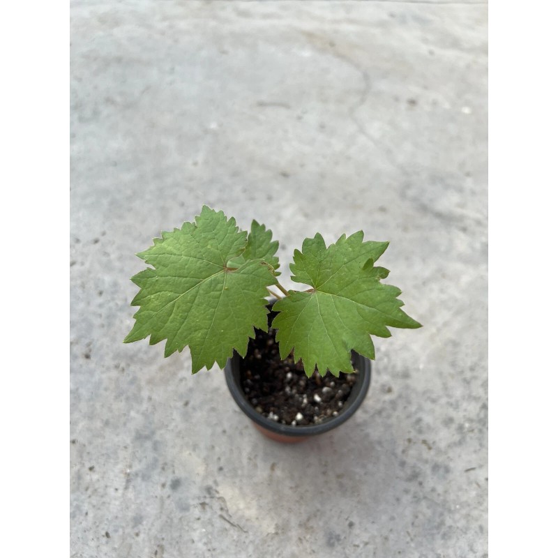Grapevine Kyoho Grape With Pot 8” Seedling Fast Grow Ready