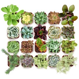 Shop Succulents Collectors Succulent Plant Pack Collection - Live Mini Succulent Plants, Low Maintenance, Colors & Textures - Wedding and Party Favors, Gift & Garden, Pack of 64