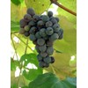 Pixies Gardens Concord Seeded Grape 1 Gallon