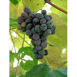 Pixies Gardens Concord Seeded Grape 1 Gallon