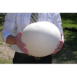 RAISE ME UP: Giant Puffball Mushrooms Spores Non GMO Heirloom 100 Seeds