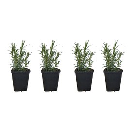 L+ Live Aromatic and Edible Herb - Rosemary ARP (4 Per Pack)