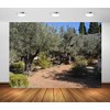 Loccor 9x6ft Fabric Ancient Olive Trees Backdrop Garden of Gethsemane
