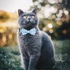 2 Pcs Boy Cat Collar with Bell Breakaway Cat Collars