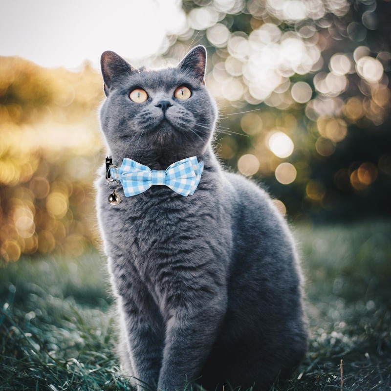 2 Pcs Boy Cat Collar with Bell Breakaway Cat Collars