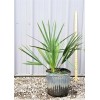 Northeast Ohio Palm Trees Sabal Minor Palm Tree, 3 Gallon,