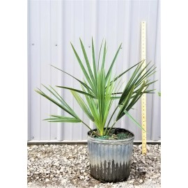 Northeast Ohio Palm Trees Sabal Minor Palm Tree, 3 Gallon, Cold Hardy - Tree Only